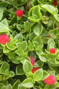 the red flowers are blooming on the green leaves