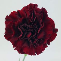 a large red flower is in a vase