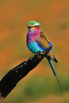 a colorful bird sitting on top of a tree branch