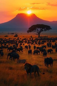 a herd of elephants and zebras grazing in the grass at sunset with a mountain in the background