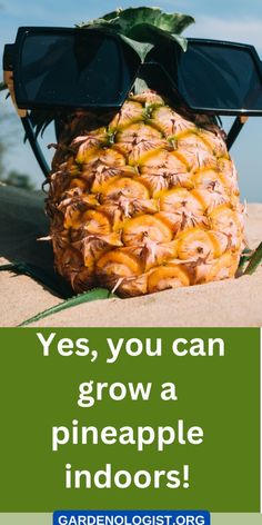 a pineapple sitting on top of a sandy beach next to the ocean with text that reads, yes, you can grow a pineapple indoors