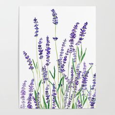 lavender flowers on white background poster