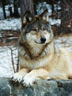 a wolf laying on top of a rock in the snow