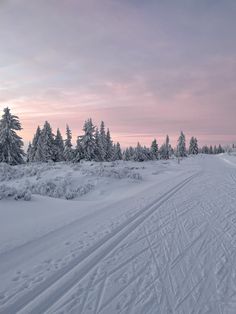 a person riding skis down a snow covered slope next to pine trees on a cloudy day