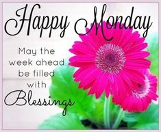 a pink flower sitting on top of a green leafy plant with the words happy monday