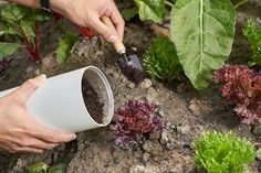 a person is digging dirt into some plants