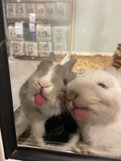 two small rabbits sitting next to each other in front of a glass window with their mouths open