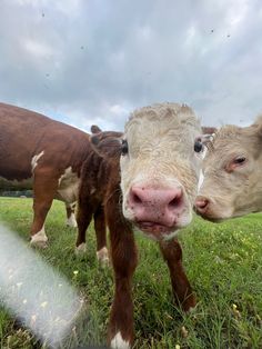 two brown and white cows standing on top of a lush green field