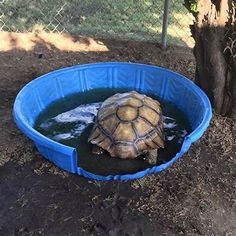 a large turtle in a blue plastic pool