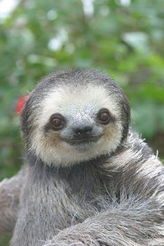 a close up of a sloth on a tree branch