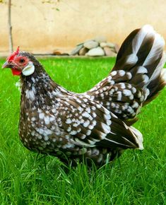 a brown and white chicken standing in the grass