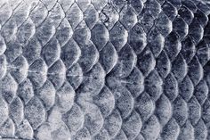 an animal's skin is shown in this black and white photo, with the pattern on