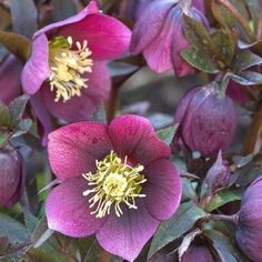 purple flowers with yellow stamens and green leaves