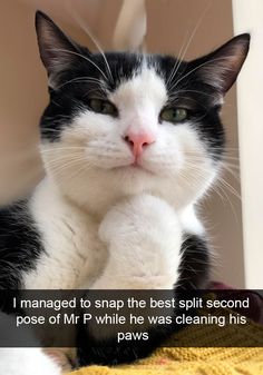 a black and white cat sitting on top of a blanket next to a yellow sweater