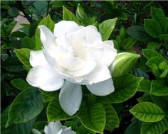 a white flower with green leaves around it