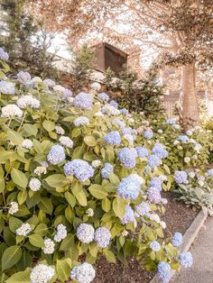 blue and white flowers are growing in the garden