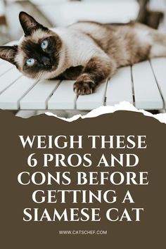 a siamese cat laying on top of a wooden floor with the words weigh these 6 pros and cons before getting a siame cat