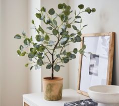 a potted plant sitting on top of a table next to a bowl and framed photograph