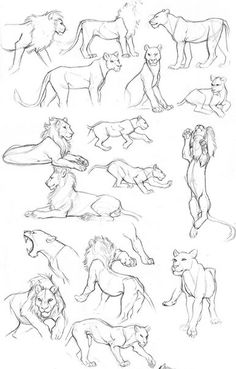 some lion sketches are shown in black and white, while others are drawn on the same sheet