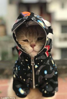 a cat wearing a jacket with a hood