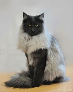 a black and white cat sitting on top of a wooden table