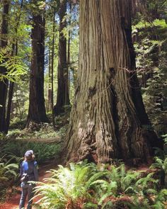 a person standing in the middle of a forest next to a large tree with lots of leaves on it