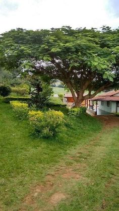 a large tree sitting in the middle of a lush green field next to a house