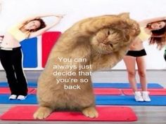 a cat standing on its hind legs in front of two women doing yoga exercises with the caption, you can always just decide that you're so back