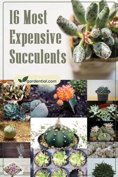 the top ten most expensive succulents in the world are you looking for one?