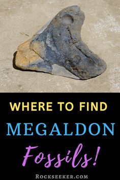 there is a rock with the words where to find megaadion fossils on it