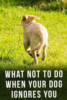 a dog is running through the grass with a quote on it that says, what not to do when your dog ignores you