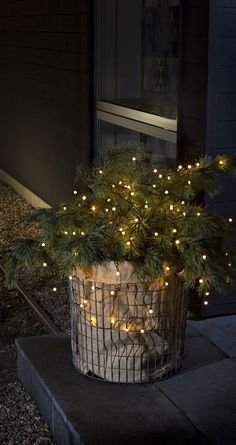 a potted plant with christmas lights on it