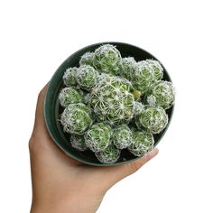 a person holding a green bowl filled with lots of small white flowers on top of it