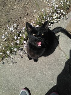 a black cat sitting on top of a sidewalk next to a person's feet