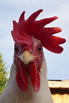 a close up of a rooster's head with sky in the backgroud