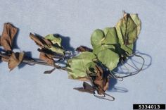 dead leaves are on the ground in front of a blue background with white text that reads,