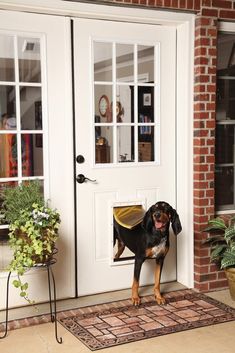 a black and brown dog standing in front of a white door with potted plants