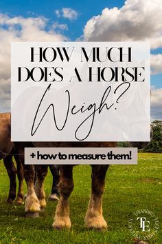 two horses standing in a field with the words how much does a horse weigh?