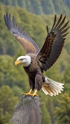 an eagle is perched on top of a tree stump with its wings spread wide open