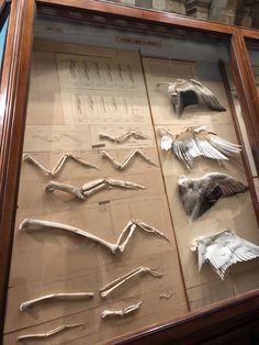 a display case with several different types of bones and birds on it's sides