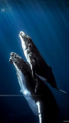 two humpback whales swimming in the ocean