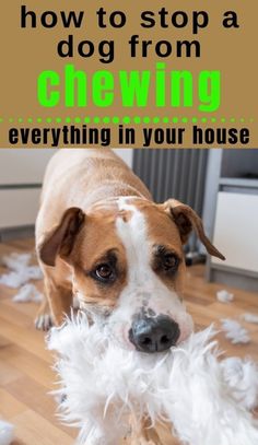 a brown and white dog standing on top of a wooden floor next to a pile of feathers