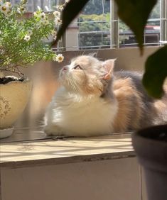 an orange and white cat sitting on top of a window sill next to a potted plant