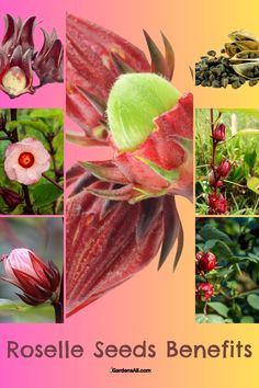 Roselle Seeds Benefits Garden Preserving, Roselle Plant, Seeds Benefits, Edible Landscaping, Garden Recipes, Seed Pods, Edible Garden, Backyard Ideas, Permaculture