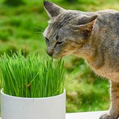 a cat sniffing grass in a white vase