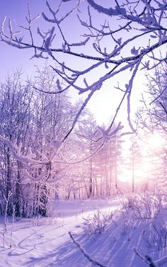 the sun shines brightly through the trees and snow covered ground in this winter scene