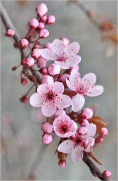 pink flowers are blooming on a branch in front of a gray background and blurry leaves