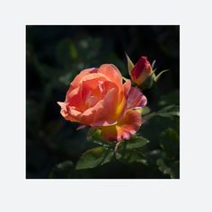 an orange and yellow rose is blooming in the sun with green leaves around it