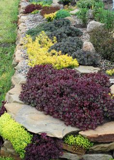 an assortment of plants and rocks in a garden area with green grass, yellow flowers and purple foliage