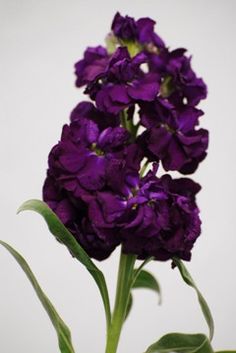 purple flowers are in a vase with green stems